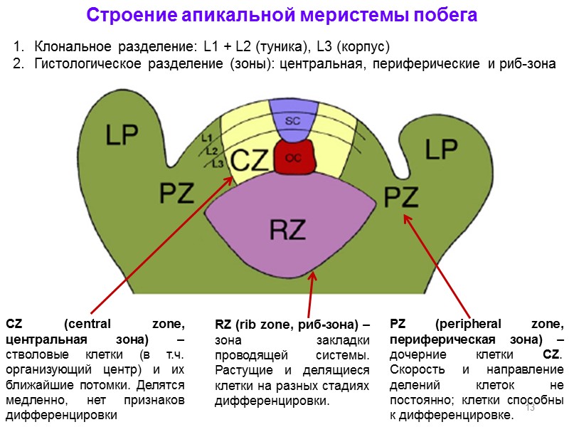 13 Строение апикальной меристемы побега CZ (central zone, центральная зона) –стволовые клетки (в т.ч.